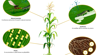 Photo of Monocots: [Cultivation, Irrigation, Associations, Pests and Diseases]