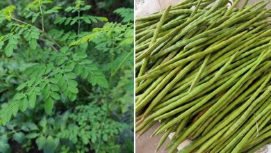 Photo of Moringa Pests and Diseases: How to Identify and Treat Them
