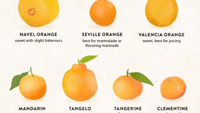 Photo of Most Famous and Delicious Orange Types and Varieties
