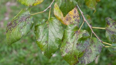Photo of Mulberry Pests and Diseases: How to Identify and Treat Them