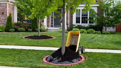 Photo of Mulch: [Examples, Materials and How to Make a Homemade One]