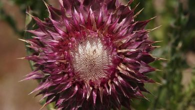 Photo of Musk Thistle: [Cultivation, Irrigation, Care and Problems]