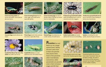 Photo of Natural Enemies of Garden Pests: Complete Guide