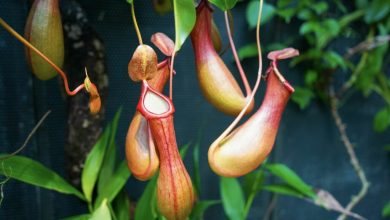 Photo of Nepenthes: [Cultivation, Irrigation, Care, Pests and Diseases]
