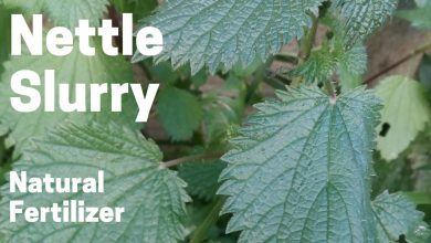 Photo of Nettle Slurry: What is it? How to prepare it? How do we use it?