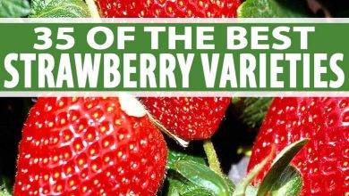 Photo of New varieties of strawberries