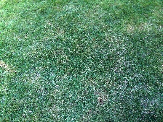 Summer Lawn Diseases: Prevention and Treatment - Complete Gardering