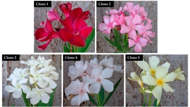 Photo of Oleander Cuttings: [Concept, Season, Rooting and Planting]