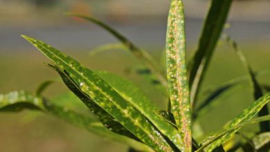 Photo of Oleander Pests and Diseases: How to Identify and Treat Them