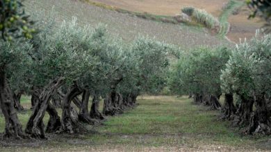 Photo of Olive tree care, the symbol of the Mediterranean