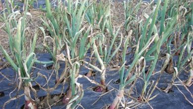Photo of Onion Diseases: [Characteristics, Types, Detection and Treatment]