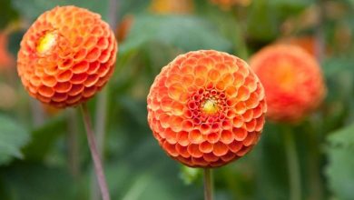 Photo of Orange Flowers: [Examples, Care, Characteristics and Meaning]