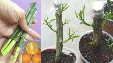Photo of Orange Tree Cuttings: [Grafts, Time, Rooting and Planting]