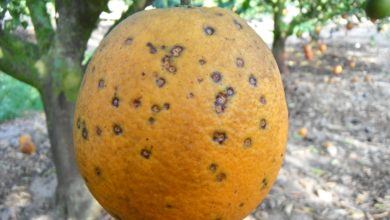 Photo of Orange Tree Diseases: [Characteristics, Types, Detection and Treatment]