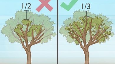 Photo of Orange Tree Pruning: [Dates, Ways to Do It and Tools]