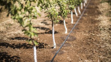 Photo of Orchard Irrigation: Choosing the Type of Irrigation | When to water | how much to water