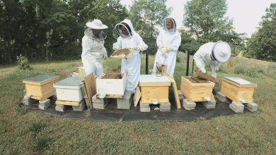 Photo of Orchards and Urban Beekeeping