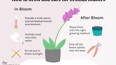 Photo of Orchid Care in Winter: [Soil, Pruning and Problems]