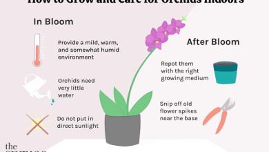 Photo of Orchid Care: [Soil, Humidity, Pruning and Problems]