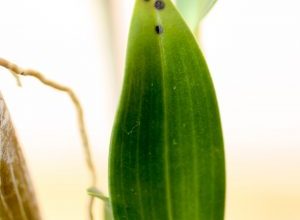 Photo of Orchid diseases: know them to cure them