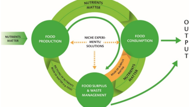 Photo of Organic Food and Responsible Consumption. Towards a greener economy