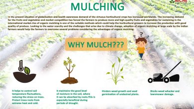 Photo of Organic Mulching | Complete guide | Types of Padding and Advantages