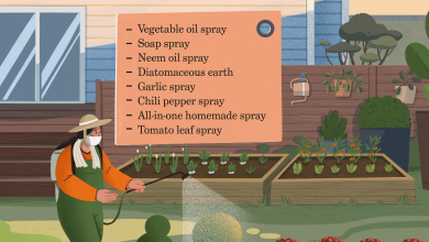 Photo of Organic Pesticides for the Organic Garden: 7 Natural Pesticides