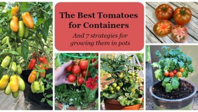 Photo of Organic Tomatoes: varieties and tips for growing them