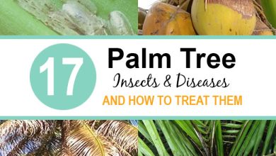 Photo of Palm Pests and Diseases: How to Identify and Treat Them