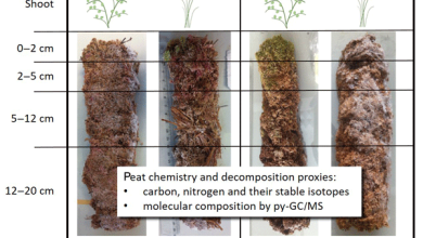 Photo of Peat: [Characteristics, Utility, Obtaining and Application]