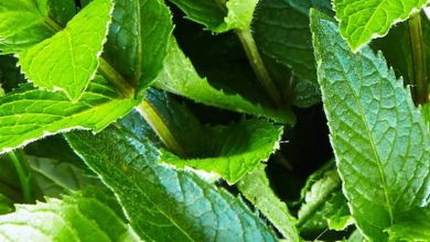 Photo of Peppermint: Major Pests and Diseases