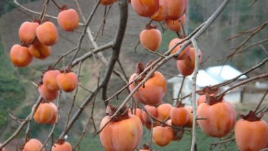 Photo of Persimmon Pests and Diseases: How to Identify and Treat Them