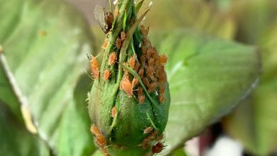 Photo of Pests and diseases in rose bushes: aphids, black spots