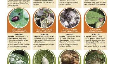 Photo of Pests and Diseases in your Garden: Everything you need to know