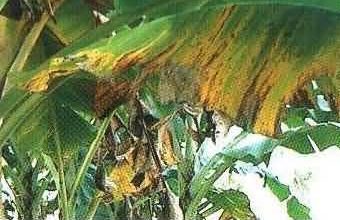 Photo of Pests and Diseases of Bananas: [Detection, Causes and Solutions]