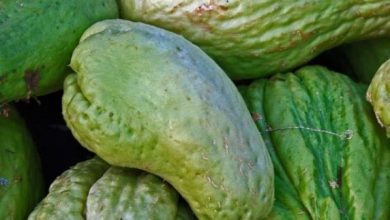 Photo of Pests and Diseases of Chayote: Complete Guide with photos