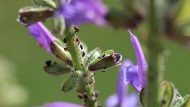 Photo of Pests and diseases of Lavender: Complete guide with photos