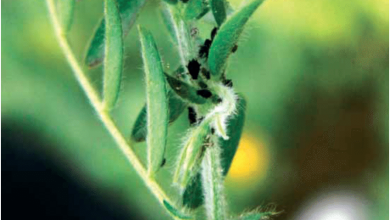 Photo of Pests and diseases of Lentils: How to eliminate them?