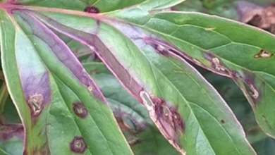 Photo of Pests and Diseases of Peonies: [Detection, Causes and Solutions]