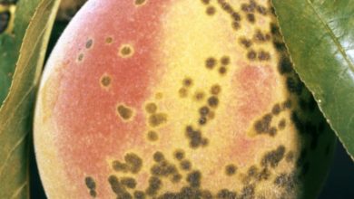Photo of Pests and Diseases of the Peach Tree: [Detection, Causes and Solutions]