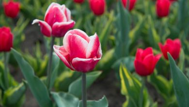 Photo of Pests and Diseases of Tulips: [Detection, Causes and Solutions]