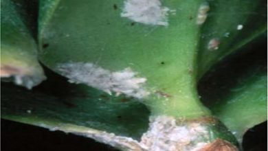 Photo of Pests in orchids: how to fight them