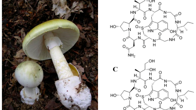 Photo of Phalloid Amanita: [Characteristics, Effects, Prevention and Reproduction]