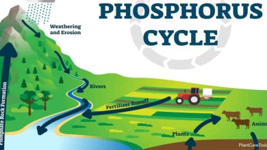 Photo of Phosphoric Acid: What is it and how can we take advantage of it in the garden?