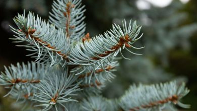 Photo of Picea pungens or blue spruce care