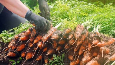 Photo of pick carrots