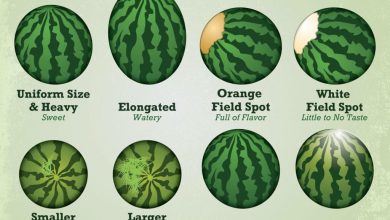 Photo of pick melons