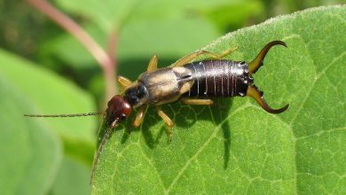 Photo of Pickaxes or Earwigs in the Garden: [Identify and Combat]