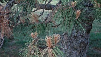 Photo of Pine Pests and Diseases: How to Identify and Treat Them