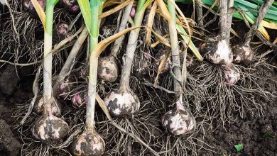 Photo of Pink Garlic: [Growing, Irrigation, Care, Pests and Diseases]